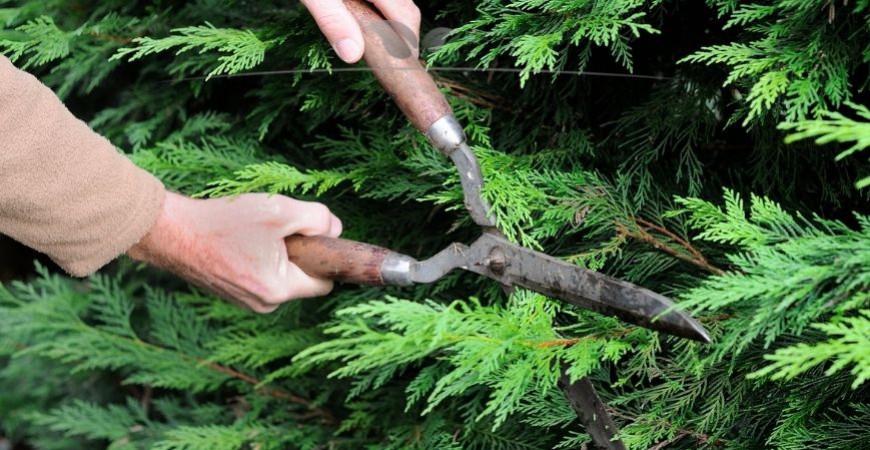 Chamaecyparis lawsoniana Columnaris schneiden