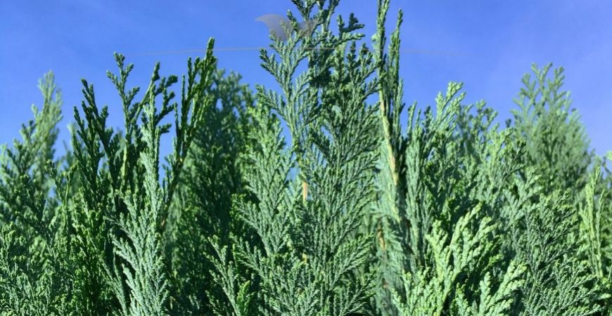 Chamaecyparis lawsoniana Columnaris Blatt