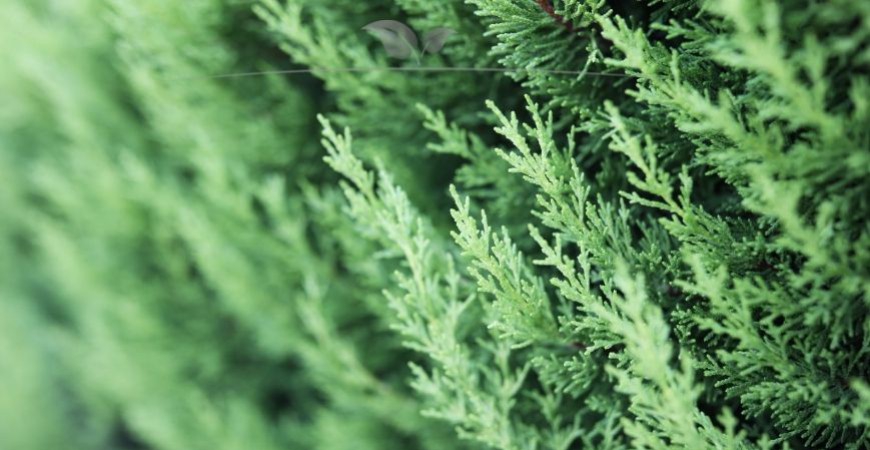 Chamaecyparis lawsoniana Columnaris Hecke