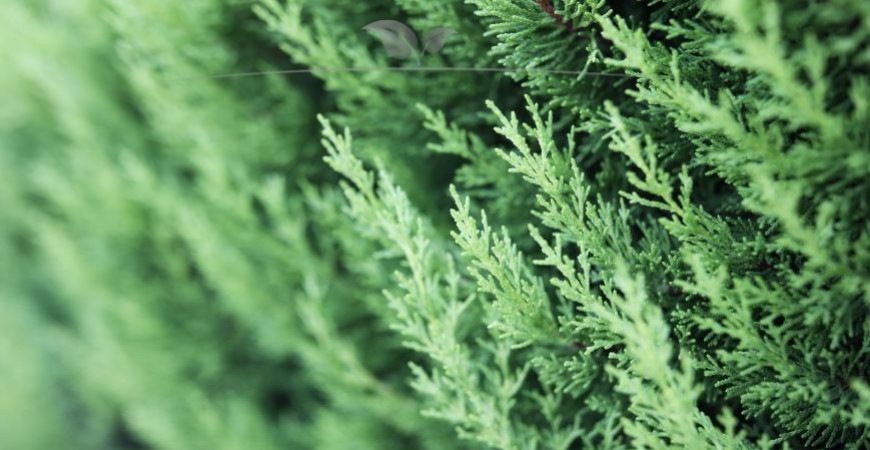 Chamaecyparis lawsoniana Columnaris Hecke