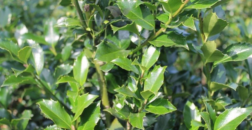 Ilex meserveae Blue Maid Details