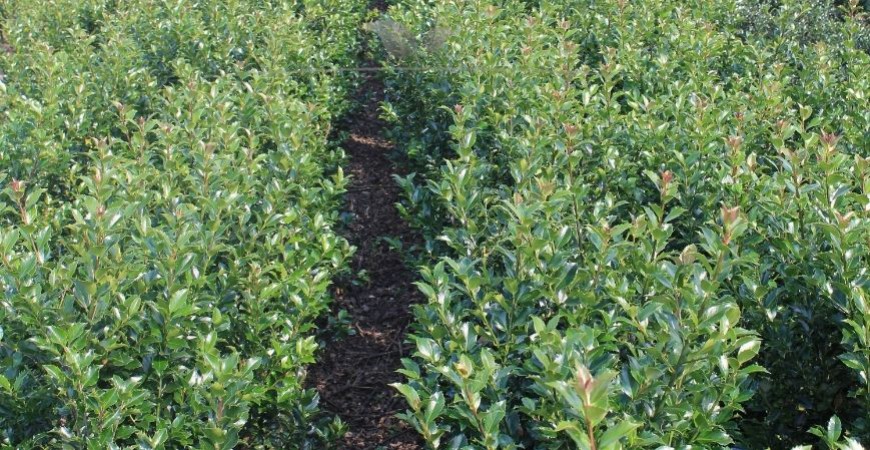 Ilex meserveae Blue Maid Herkunft