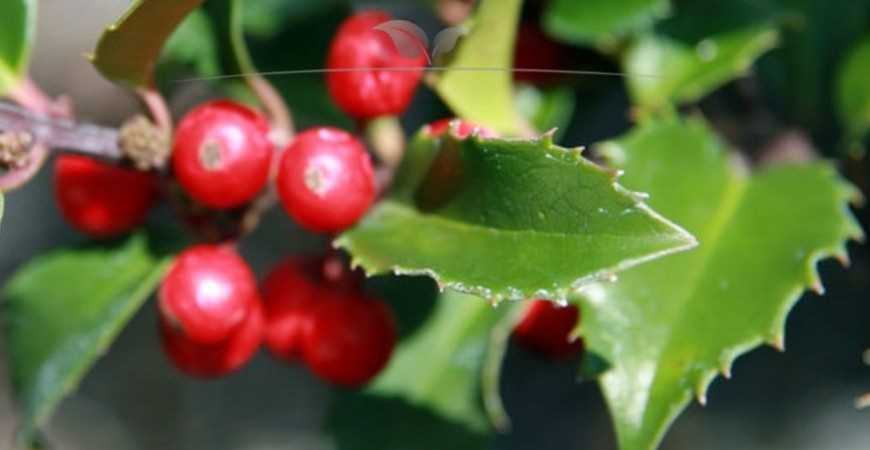 Ilex meserveae Blue Maid Blüte