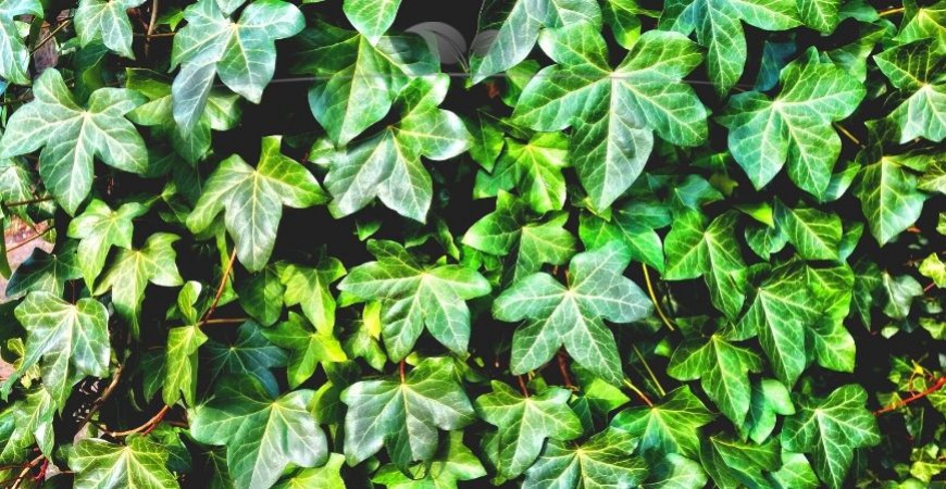 Hedera hibernica Details