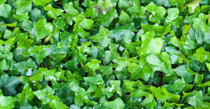 Hedera hibernica Herkunft