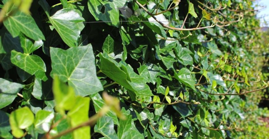 Hedera hibernica Standort