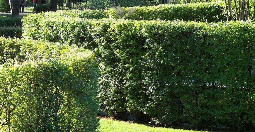 Fagus sylvatica Standort