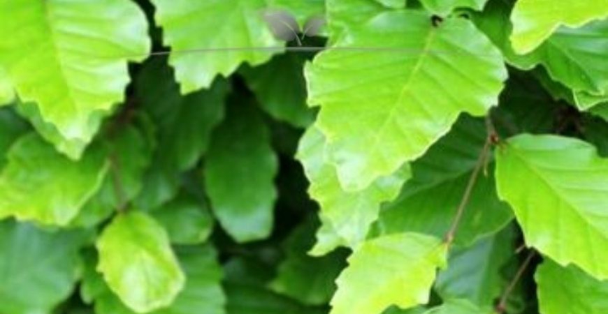 Fagus sylvatica Blatt