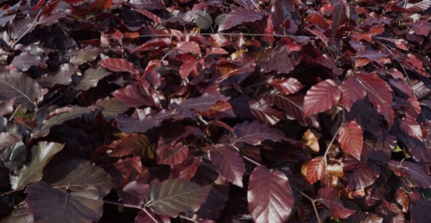 Fagus sylvatica Atropunicea Herkunft