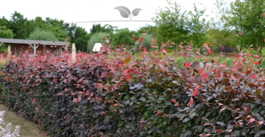 Fagus sylvatica Atropunicea Standort