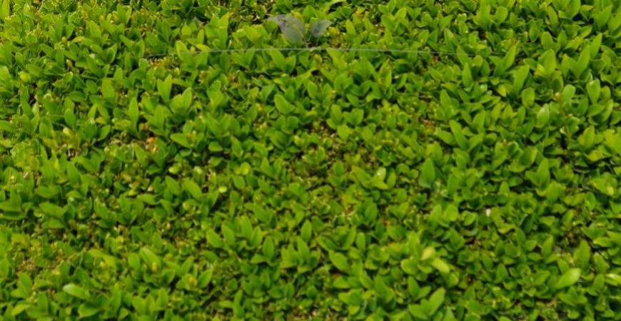 Buxus sempervirens Details