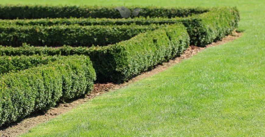 Buxus sempervirens Herkunft 