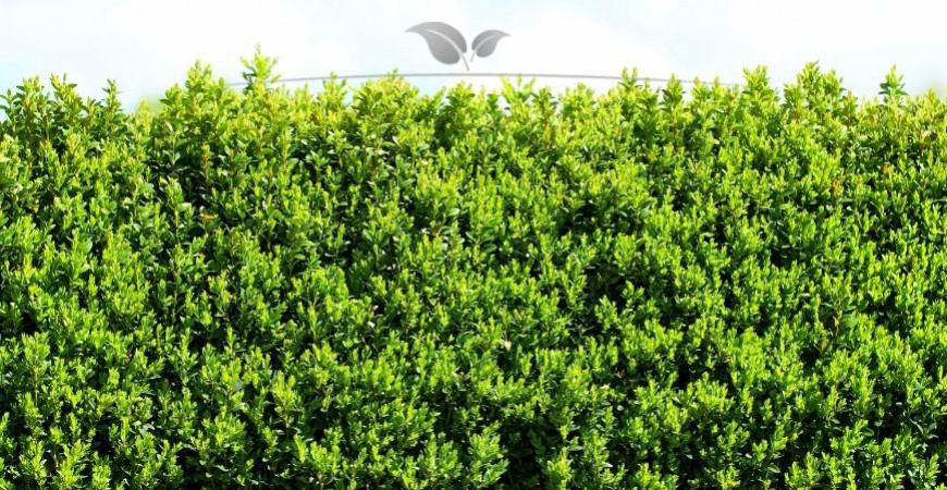 Buxus sempervirens Standort