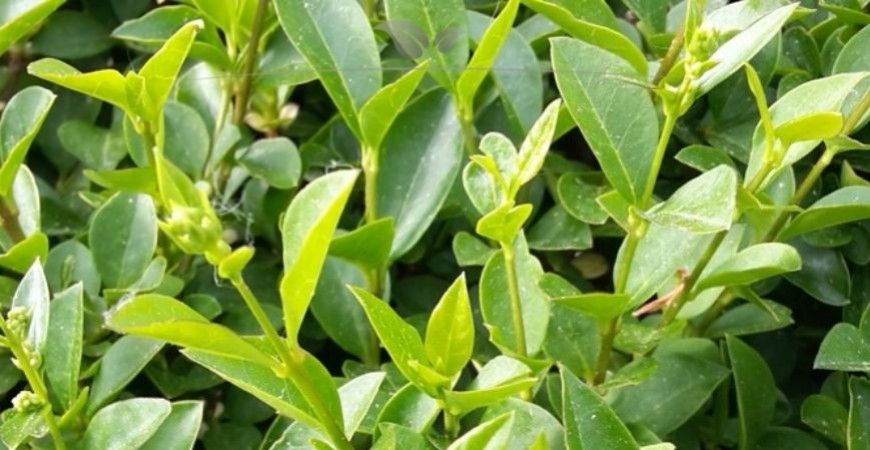 Ligustrum vulgare Atrovirens Details