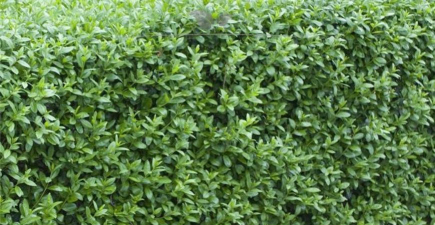 Ligustrum vulgare Atrovirens Herkunft