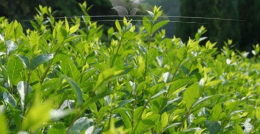 Ligustrum vulgare Atrovirens Blatt