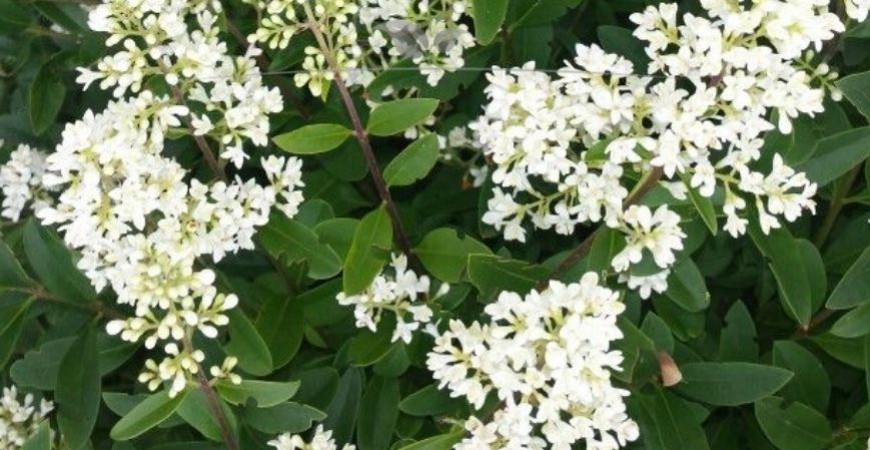 Ligustrum vulgare Atrovirens Blüte