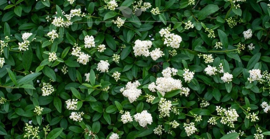 Ligustrum vulgare Atrovirens Hecke