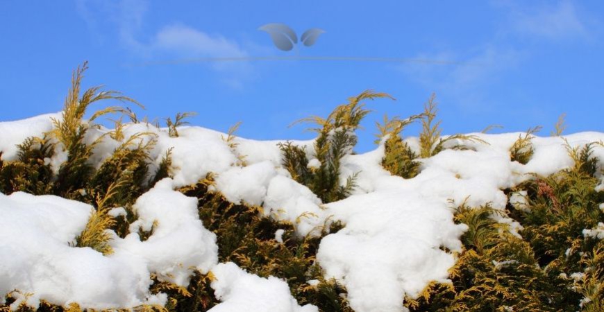 Winterharte Heckenpflanzen