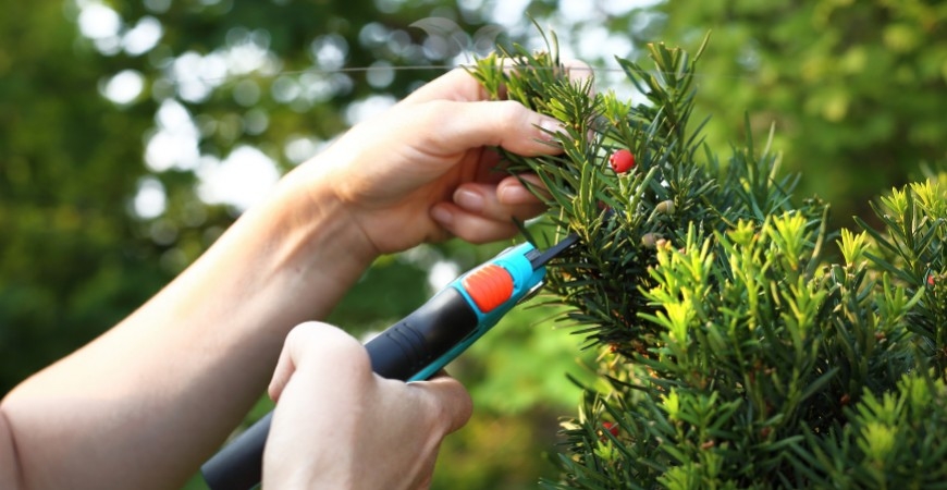 Taxus media Hicksii schneiden