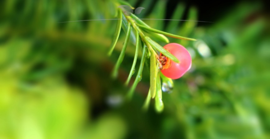 Taxus media Hicksii Blatt