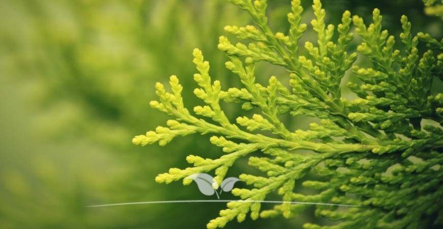 Die Eigenschaften der Thuja occidentalis Brabant