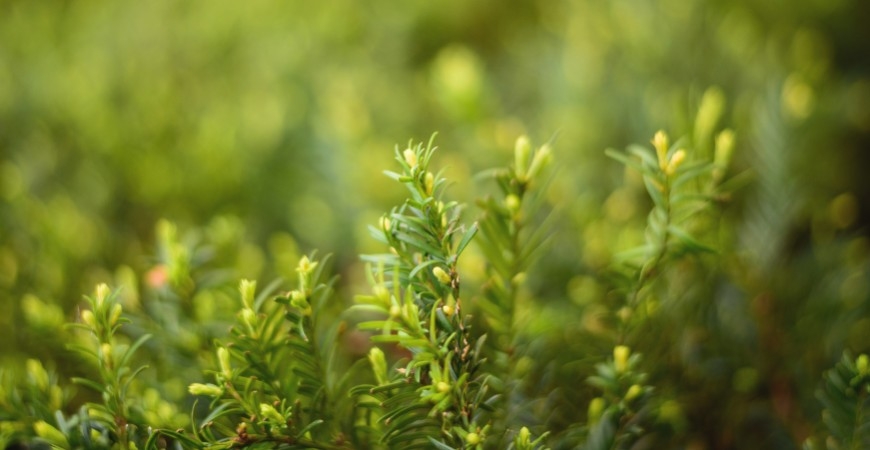 Taxus baccata Details