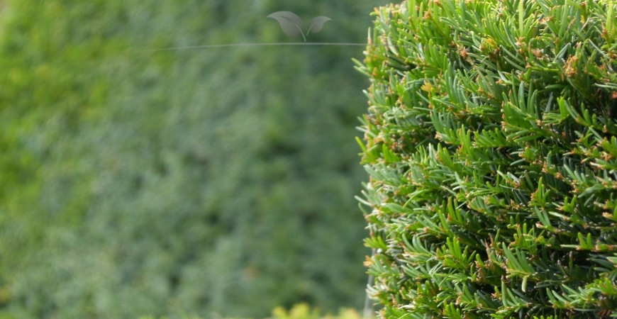 Taxus baccata Herkunft