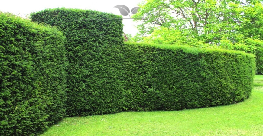 Taxus baccata Blatt