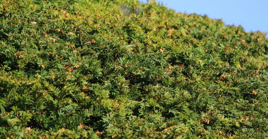 Taxus baccata Hecke