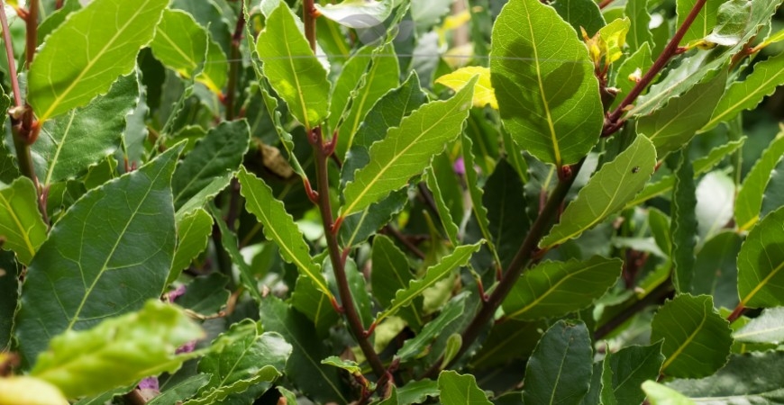 Prunus lusitanica Angustifolia Details