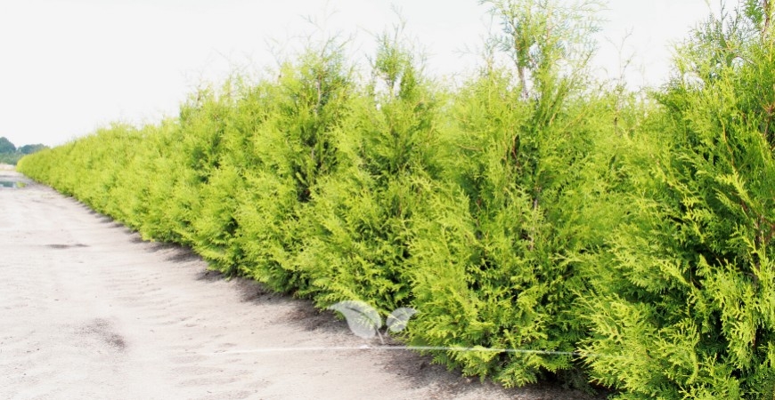 Der beste Standort für die Thuja occidentalis Brabant