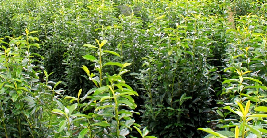 Prunus laurocerasus Caucasica Details